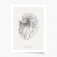 Plagát, Seashells, 70x100 cm