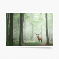 Plagát, Les: Deer, 40x30 cm